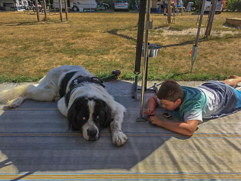 Ook de hond kan lekker luieren in de schaduw