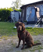 Honden wel aangelijnd op de camping